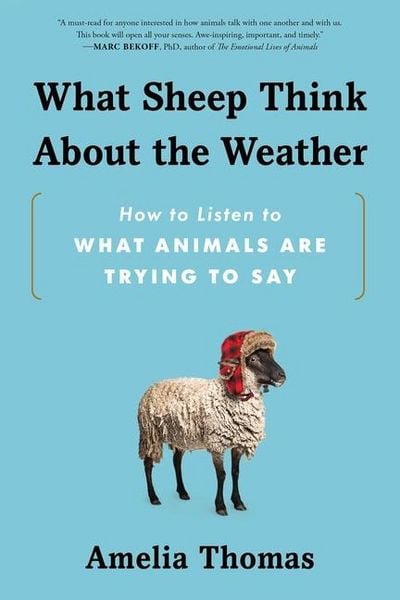 Produktbild: What Sheep Think about the Weather