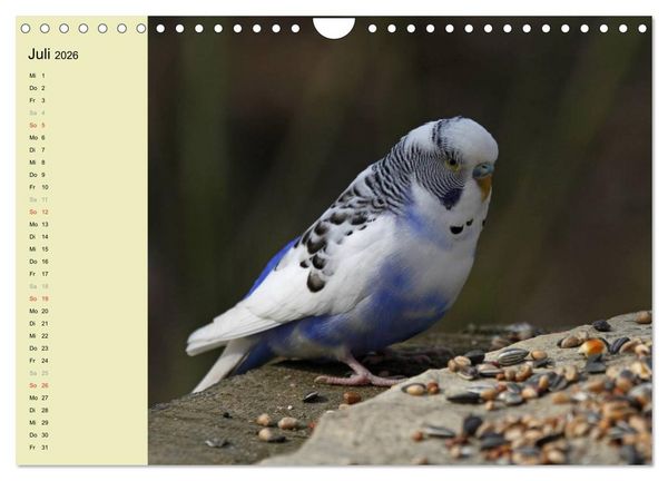 Produktbild: Terminplaner Wellensittiche (Wandkalender 2026 DIN A4 quer), CALVENDO Monatskalender