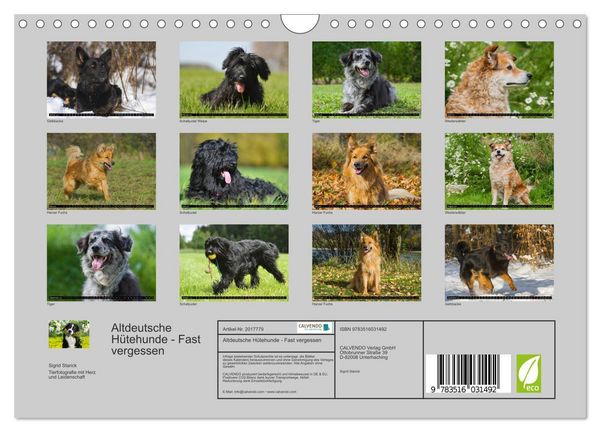 Produktbild: Altdeutsche H&uuml;tehunde - Fast vergessen (Wandkalender 2026 DIN A4 quer), CALVENDO Monatskalender