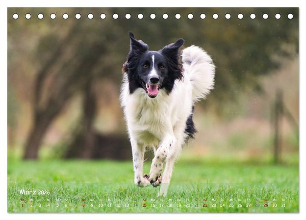 Produktbild: Fr&ouml;hliche Hunde (Tischkalender 2026 DIN A5 quer), CALVENDO Monatskalender