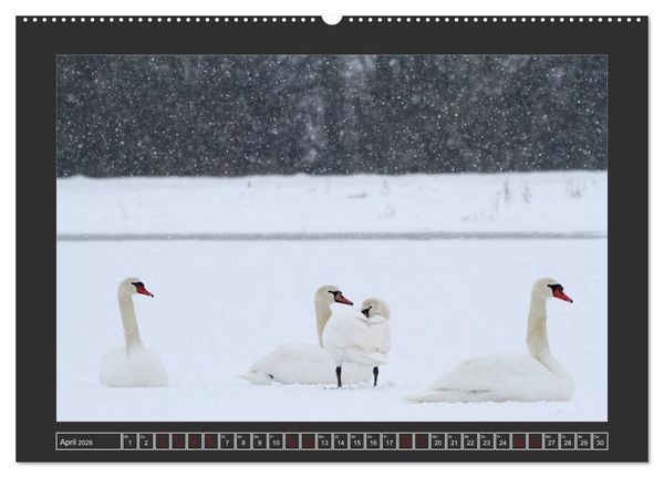 Produktbild: Winterzauber - Tiere in Eis und Schnee (Wandkalender 2026 DIN A2 quer), CALVENDO Monatskalender