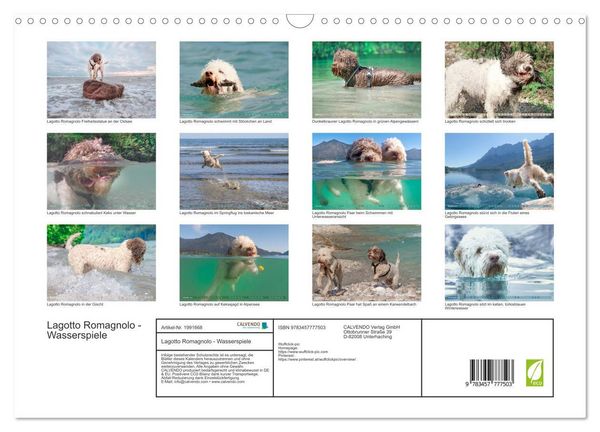 Produktbild: Lagotto Romagnolo - Wasserspiele (Wandkalender 2026 DIN A3 quer), CALVENDO Monatskalender