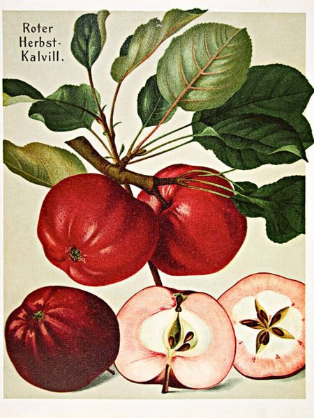 Produktbild: CALVENDO Puzzle Roter Herbst-Kalvill, plattdeutsch: D&ouml;rroden | 1000 Teile Lege-Gr&ouml;&szlig;e 64x48cm Foto-Puzzle f&uuml;r gl&uuml;ckliche Stunden