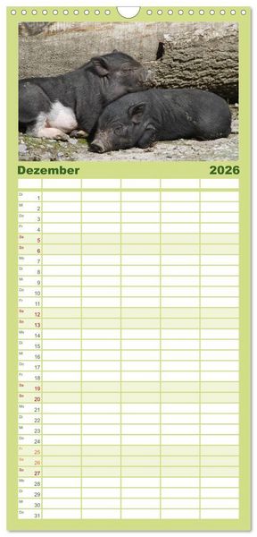 Produktbild: Familienplaner 2026 - Schwein gehabt! mit 5 Spalten (Wandkalender, 21 x 45 cm) CALVENDO
