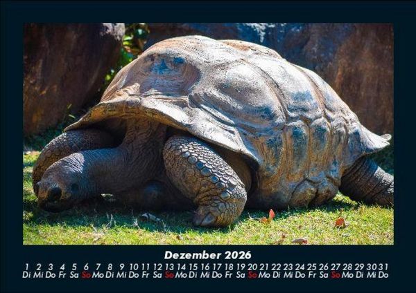 Produktbild: Schildkr&ouml;tenzauber 2026 Fotokalender DIN A5