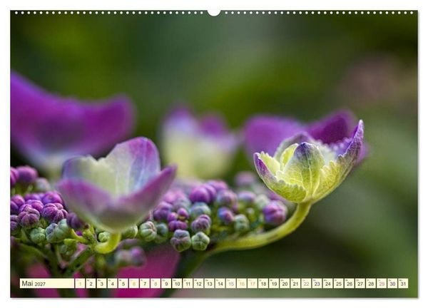 Produktbild: Hortensientr&auml;ume (Wandkalender 2027 DIN A2 quer), CALVENDO Monatskalender