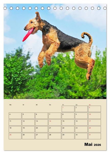 Produktbild: Airedale Terrier - Temperament auf 4 Pfoten (Tischkalender 2026 DIN A5 hoch), CALVENDO Monatskalender