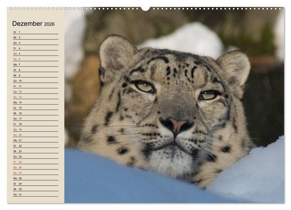 Produktbild: Schneeleoparden. Geschmeidige Gebirgsj&auml;ger (hochwertiger Premium Wandkalender 2026 DIN A2 quer), Kunstdruck in Hochglanz
