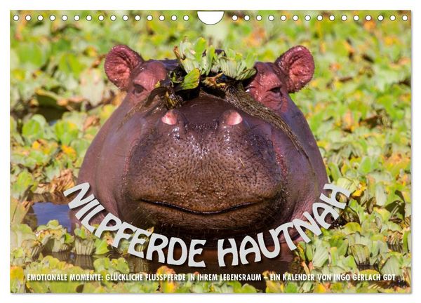 Produktbild: Emotionale Momente: Nilpferde hautnah (Wandkalender 2026 DIN A4 quer), CALVENDO Monatskalender