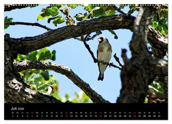 Produktbild: Kalabrien: Wo die Sonne Urlaub macht (hochwertiger Premium Wandkalender 2026 DIN A2 quer), Kunstdruck in Hochglanz