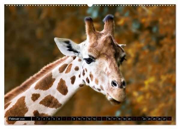 Produktbild: Wild Animals - Wilde Tiere (hochwertiger Premium Wandkalender 2026 DIN A2 quer), Kunstdruck in Hochglanz
