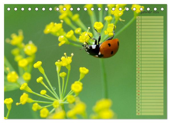 Produktbild: Coccinelles rouges &agrave; points noirs (Calendrier de bureau 2026 DIN A5 vertical), CALVENDO calendrier mensuel