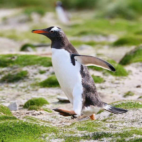 Produktbild: Penguins 2027