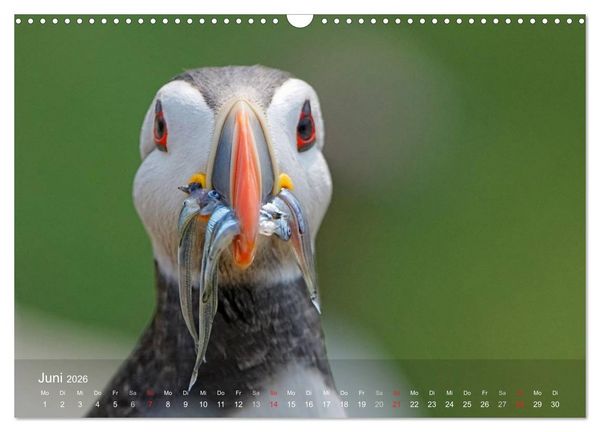 Produktbild: Nordatlantische Seev&ouml;gel (Wandkalender 2026 DIN A3 quer), CALVENDO Monatskalender