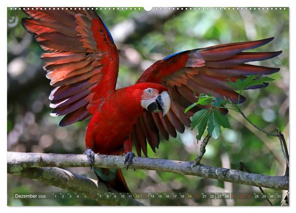 Produktbild: Aras im Pantanal (hochwertiger Premium Wandkalender 2026 DIN A2 quer), Kunstdruck in Hochglanz