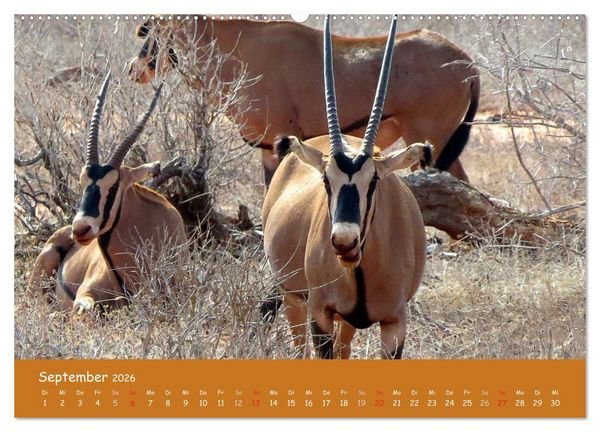 Produktbild: Auge in Auge mit den Tieren Afrikas (hochwertiger Premium Wandkalender 2026 DIN A2 quer), Kunstdruck in Hochglanz