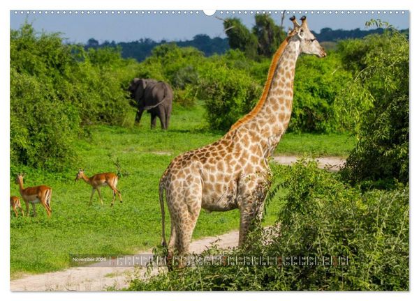 Produktbild: Abenteuer Botswana Afrika - Adventure Botswana (hochwertiger Premium Wandkalender 2026 DIN A2 quer), Kunstdruck in Hochglanz