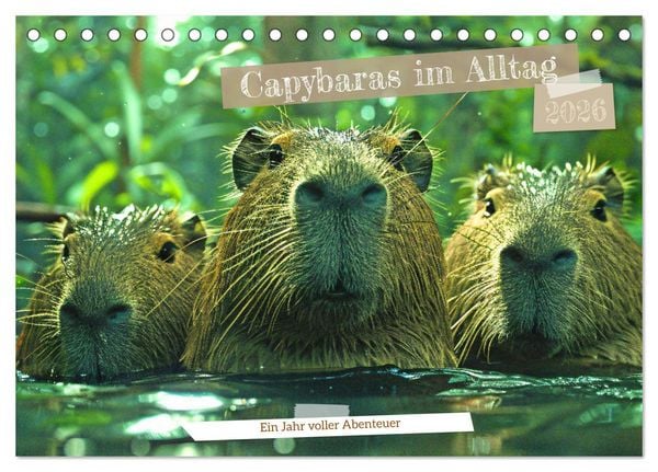 Capybaras im Alltag - Ein Jahr voller Abenteuer (Tischkalender 2026 DIN A5 quer), CALVENDO Monatskalender