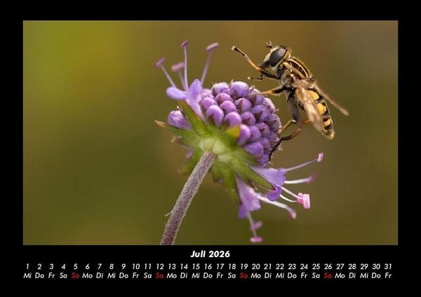 Produktbild: Bienen 2026 Fotokalender DIN A3