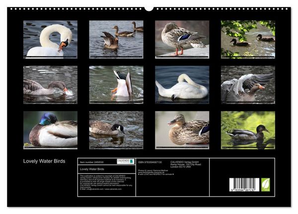 Produktbild: Lovely Water Birds (High Quality Premium Wall Calendar 2027 DIN A2 landscape),CALVENDO 12 Month Wall Calendar