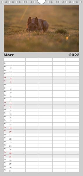 Familienplaner Belgische Schäferhunde - Der Malinois im Licht (Wandkalender 2022 , 21 cm x 45 cm, hoch)