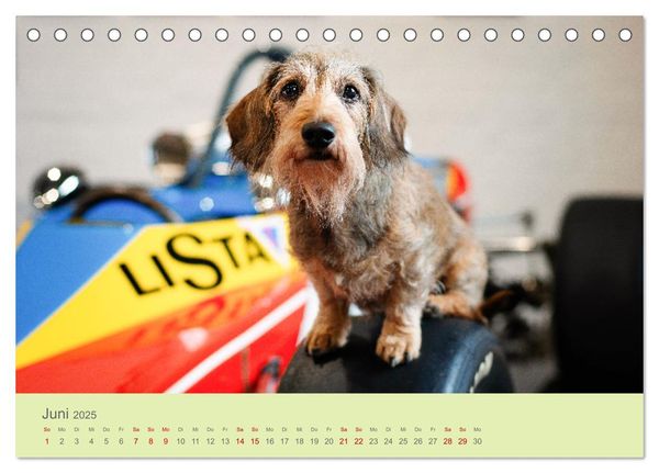 Dackel unterwegs (Tischkalender 2025 DIN A5 quer), CALVENDO Monatskalender