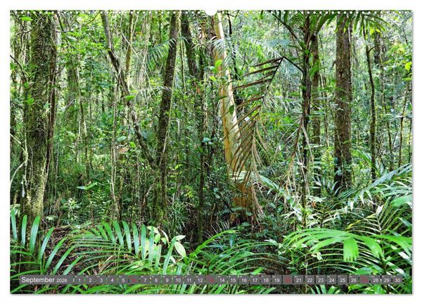 Produktbild: Im Regenwald von Borneo (Wandkalender 2026 DIN A2 quer), CALVENDO Monatskalender