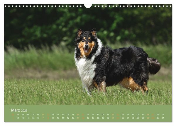 Produktbild: Fantastische Collies - Sieger der Herzen (Wandkalender 2026 DIN A3 quer), CALVENDO Monatskalender
