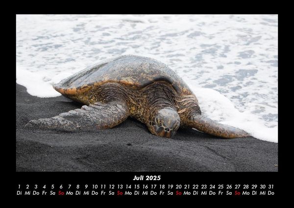 Produktbild: Schildkr&ouml;tenzauber 2025 Fotokalender DIN A3