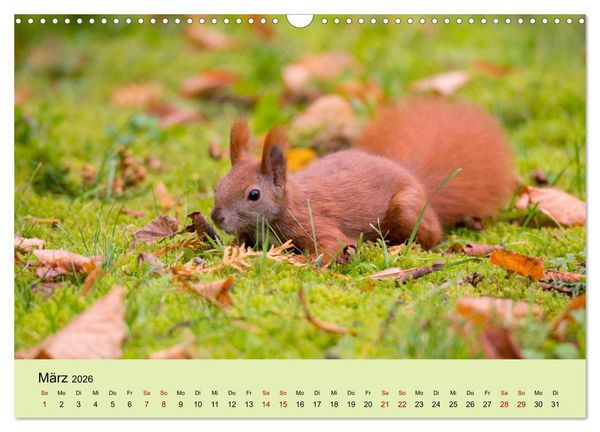 Produktbild: Eichh&ouml;rnchen in Berlin (Wandkalender 2026 DIN A3 quer), CALVENDO Monatskalender
