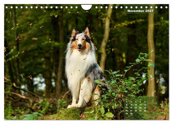 Produktbild: Collies? Was sonst! (Wandkalender 2027 DIN A4 quer), CALVENDO Monatskalender
