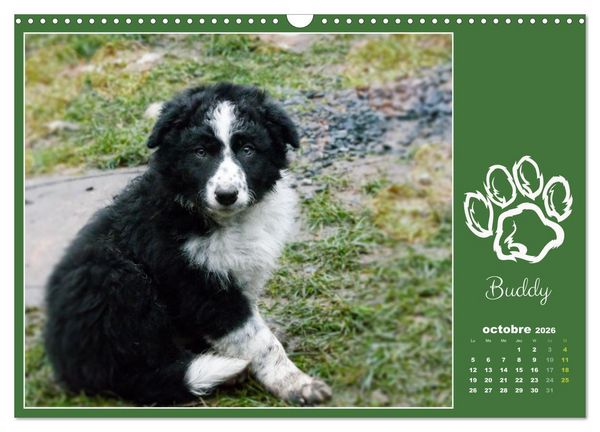 Produktbild: Border collie puppies (Calendrier mural 2026 DIN A3 vertical), CALVENDO calendrier mensuel