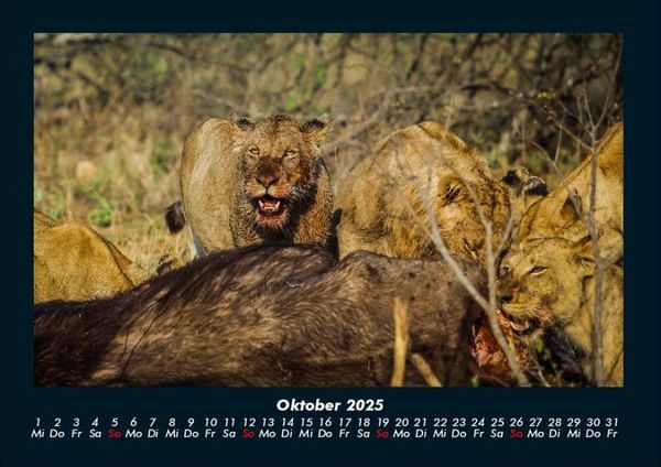 Produktbild: L&ouml;wen in der Wildnis 2025 Fotokalender DIN A4