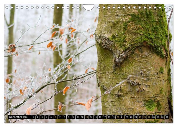 Produktbild: Magische Waldwesen (Wandkalender 2026 DIN A4 quer), CALVENDO Monatskalender