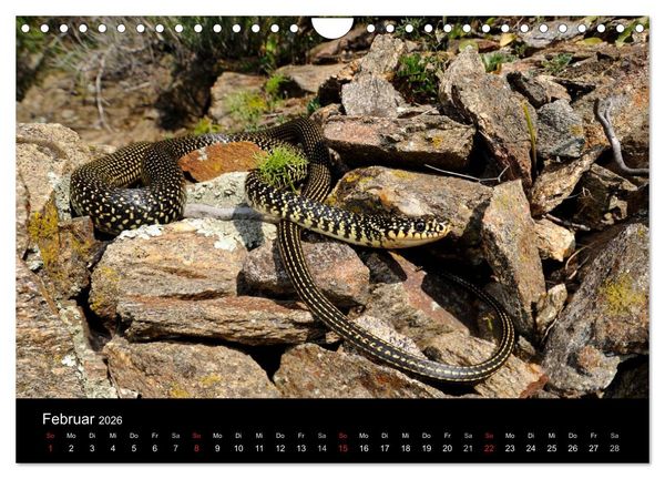 Produktbild: Schlangen (Wandkalender 2026 DIN A4 quer), CALVENDO Monatskalender