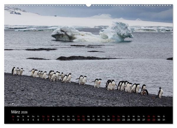 Produktbild: Pinguine - sympathische Fracktr&auml;ger im eisigen S&uuml;den (Wandkalender 2026 DIN A2 quer), CALVENDO Monatskalender