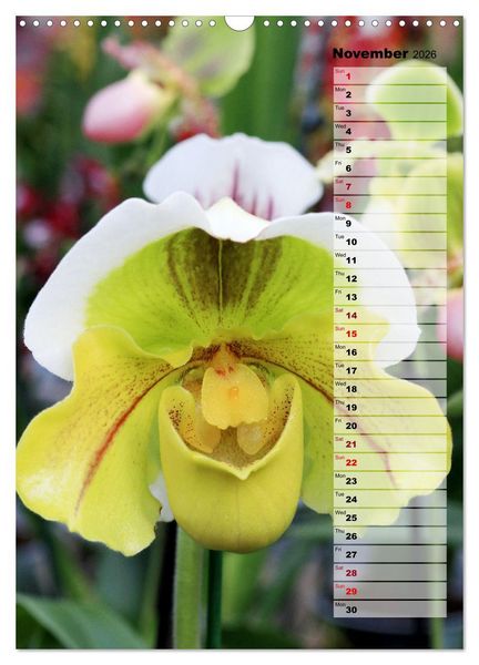 Produktbild: Orchids - Infinite Variety (Wall Calendar 2026 DIN A3 portrait), CALVENDO 12 Month Wall Calendar