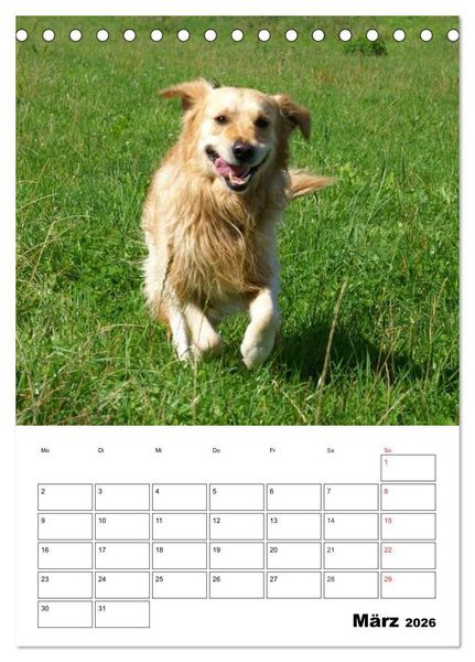 Produktbild: Gl&uuml;cklicher Golden Retriever (Tischkalender 2026 DIN A5 hoch), CALVENDO Monatskalender
