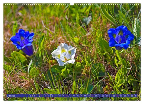 Produktbild: Meine sch&ouml;nsten Alpenblumen (Wandkalender 2026 DIN A2 quer), CALVENDO Monatskalender