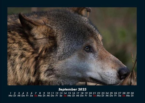 Produktbild: Welt der Tiere 2025 Fotokalender DIN A4
