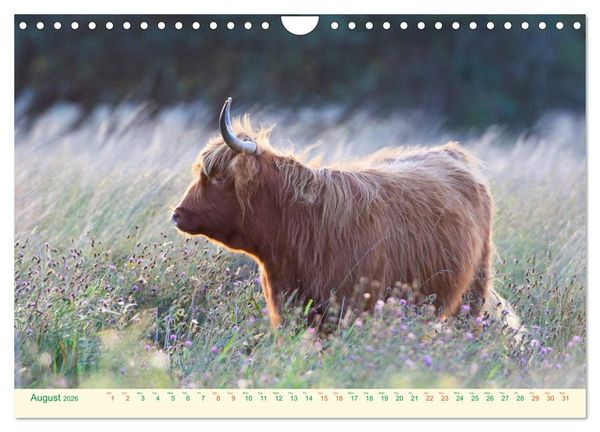 Produktbild: The Hairy Cow Calendar (Wall Calendar 2026 DIN A4 landscape), CALVENDO 12 Month Wall Calendar