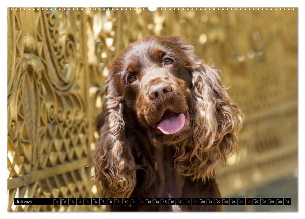 Produktbild: English Cocker Spaniel - Fr&ouml;hliche Gesellen (Wandkalender 2026 DIN A2 quer), CALVENDO Monatskalender