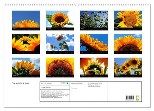 Produktbild: Sonnenblumen (Wandkalender 2026 DIN A2 quer), CALVENDO Monatskalender