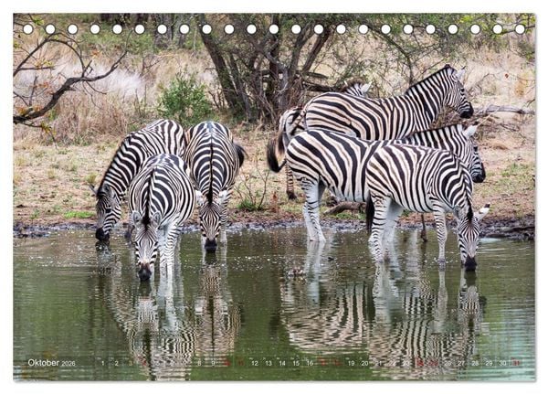 Produktbild: S&uuml;dafrika wunderbare Tierwelt (Tischkalender 2026 DIN A5 quer), CALVENDO Monatskalender