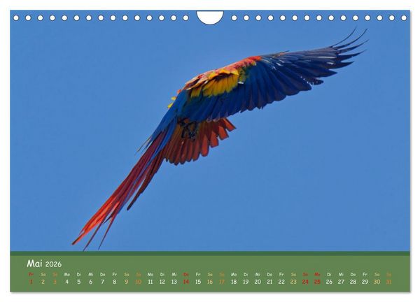 Produktbild: Hellrote Aras (Wandkalender 2026 DIN A4 quer), CALVENDO Monatskalender