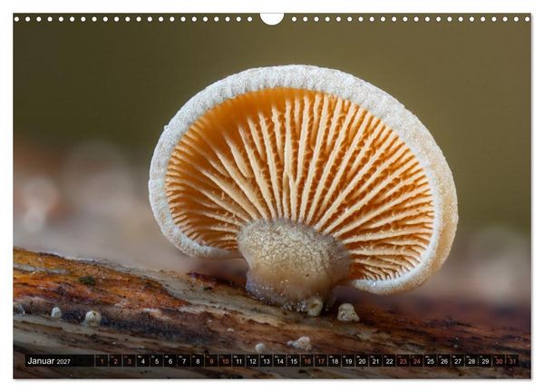 Produktbild: Kunstgalerie Wald - die verborgene Welt der Pilze (Wandkalender 2027 DIN A3 quer), CALVENDO Monatskalender