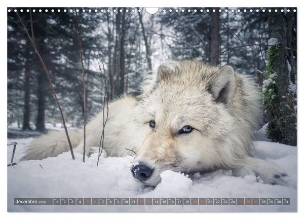 Produktbild: Les p'tits loups gris (Calendrier mural 2026 DIN A3 vertical), CALVENDO calendrier mensuel