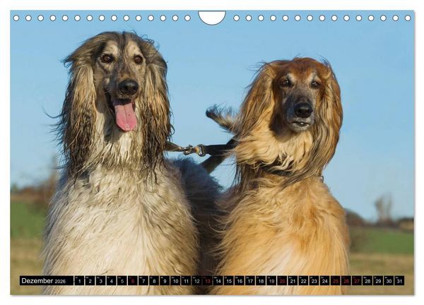 Produktbild: Kinder des Windes - Afghanischer Windhund (Wandkalender 2026 DIN A4 quer), CALVENDO Monatskalender