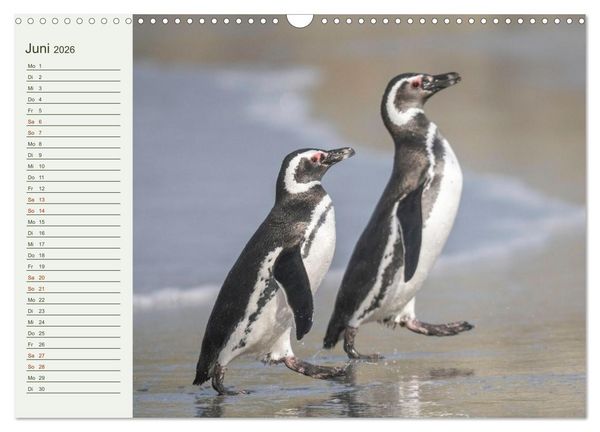 Produktbild: Unter Pinguinen (Wandkalender 2026 DIN A3 quer), CALVENDO Monatskalender