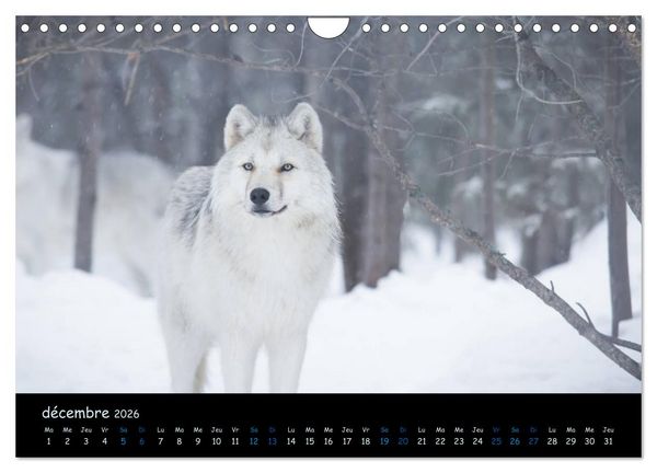 Produktbild: J'ai vu le loup (Calendrier mural 2026 DIN A4 vertical), CALVENDO calendrier mensuel